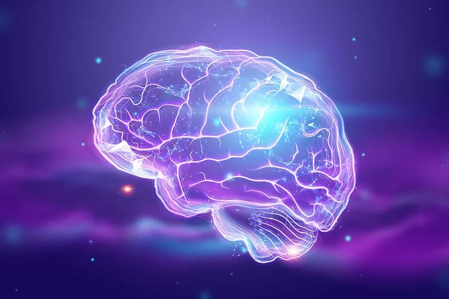人類大腦的衛教示意圖，用於說明睡眠期間大腦不同區域與腦波活動
