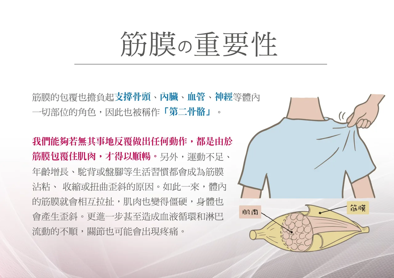以人體肩頸與背部為主的肌筋膜分布示意圖，標示肌肉與筋膜層次關係的衛教插圖