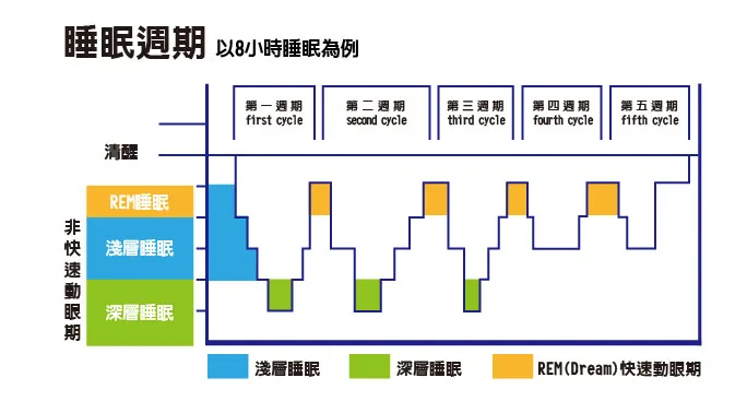 說明快速動眼期（REM）等睡眠週期循環的衛教示意圖